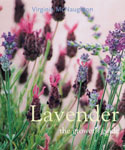 lavender.jpg