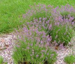 lavandula_angustifolia_bowles_early.jpg