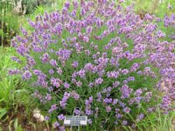 lavandula_angustifolia_tucker's_early_purple.jpg