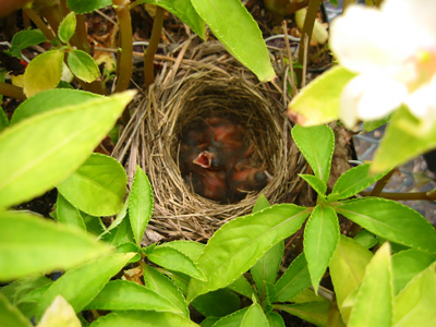 baby birds 1 enlarged