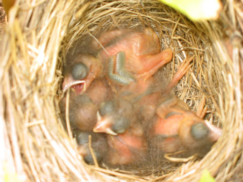 baby birds 2 enlarged