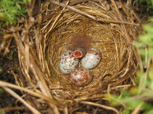 baby birds 4 enlarged