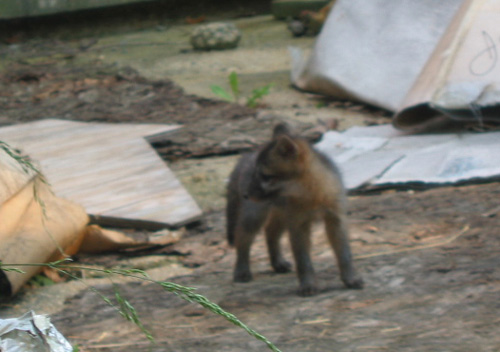 baby foxes 1 enlarged