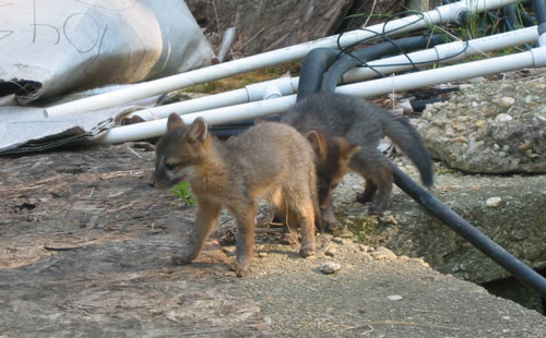 baby foxes 2 enlarged