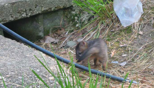 baby foxes 3 enlarged