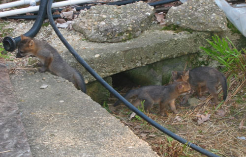 baby foxes 4 enlarged