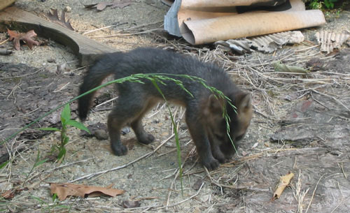 baby foxes 5 enlarged