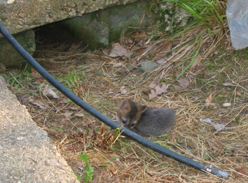 baby foxes 6 enlarged