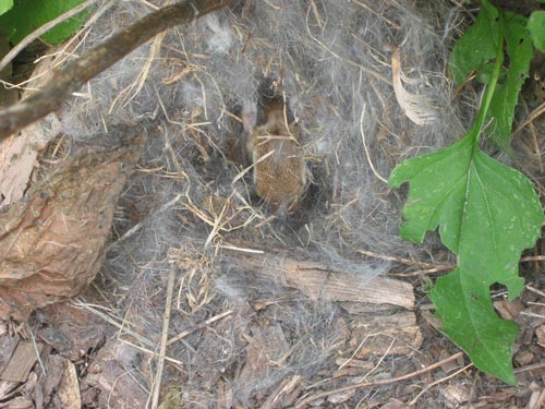 baby rabbits 1 enlarged