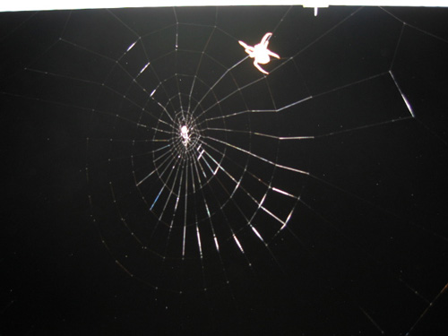 spider web enlarged