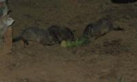 baby groundhogs 2