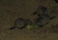baby groundhogs 3