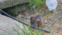 baby foxes 3