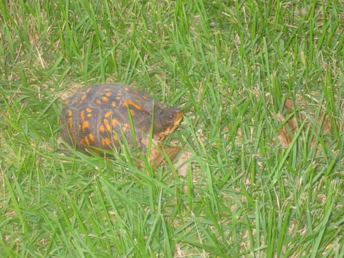 turtle enlarged