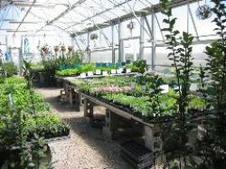 greenhouse1.jpg