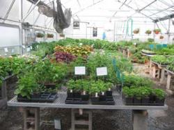 inside_greenhouse_1.jpg