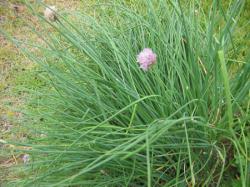 allium_schoenoprasum_purly.jpg