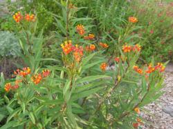 asclepias_curassavica.jpg