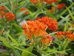 asclepias_tuberosa.jpg