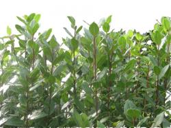 laurus_nobilis.jpg