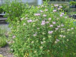 monarda_fistulosa.jpg