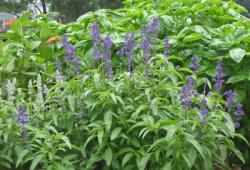 salvia_farinacea_victoria_blue.jpg