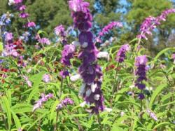 salvia_leucantha.jpg