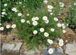 tanacetum_cinerariifolium.jpg