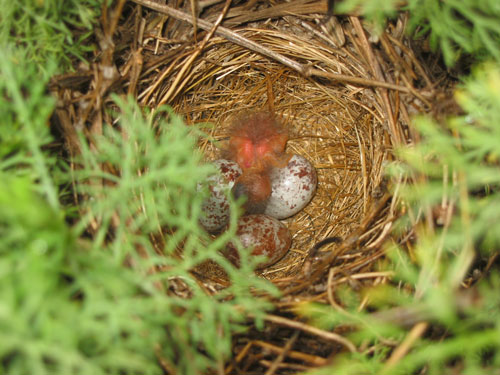 baby birds 3 enlarged