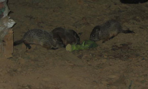 baby groundhogs 2 enlarged