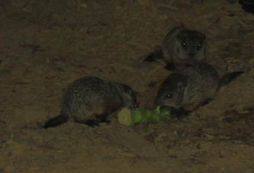 baby groundhogs 3 enlarged