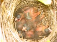 baby birds 