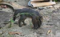 baby foxes 5